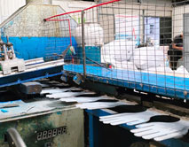 Нанесение точечного ПВХ покрытия на перчатки в цеху фабрики «Защитная линия»